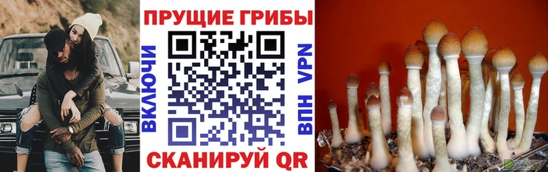 Купить закладки  Десногорск  Псилоцибиновые грибы GOLDEN TEACHER 